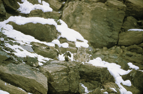 A phantom of the peaks, the snow leopard is difficult to spot even when in full view.: Photograph from Tibet Wild by George B. Schaller. Reproduced by permission of Island Press.